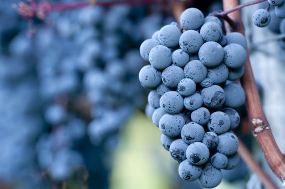 Pinot noir grapes.