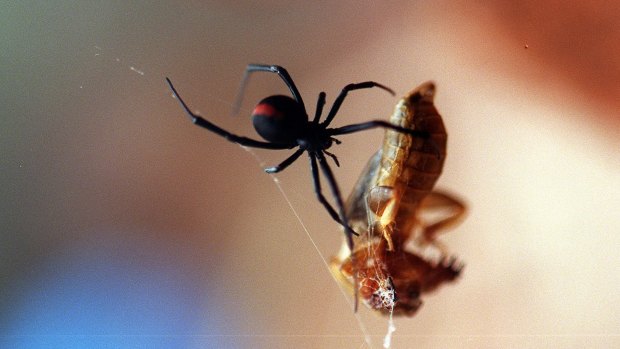 About 2000 people are bitten each year by redback spiders, the Australian Museum says.