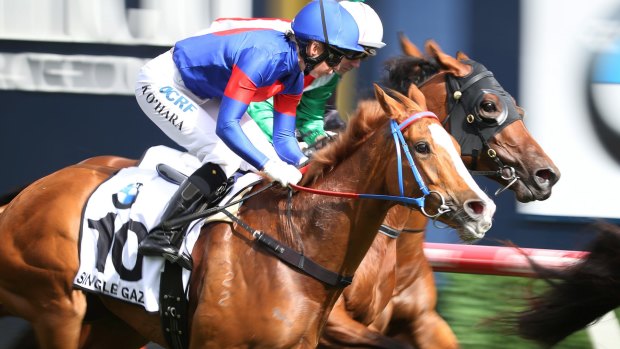 Single Gaze became the first Canberra horse in over a decade to run at the Melbourne Cup. Photo: AAP