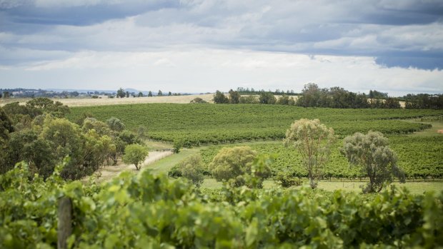 In the late 1980s, Young, Boorowa and Harden farmers branded their new wine growing venture "Hilltops".