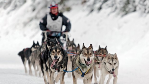 Dogsledding in the Canadian Rockies.