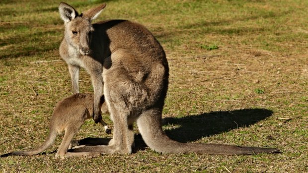A female kangaroo helps her young into her pouch.