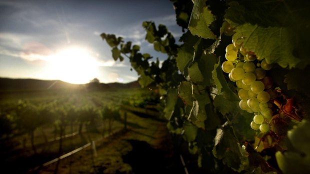 Producer: Australian Vintage's focus is expected to deliver above average earnings growth over the medium-term. 