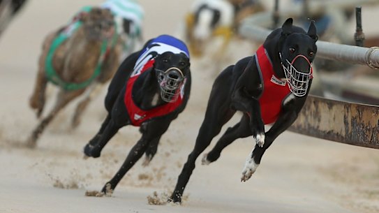 End of the race: With greyhound racing to shut down in NSW, what's to become of Wentworth Park?