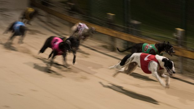 Greyhound Racing New South Wales has commissioned research to design tracks to minimise injuries to the dogs.