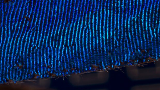Scientists are replicating nano structures in the butterfly wing to see how light reflects and scatters. 