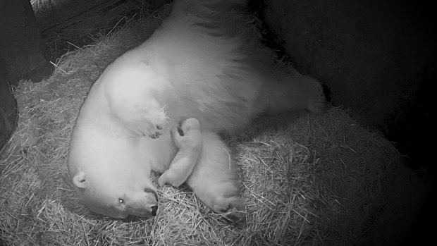 The polar bear cub at Sea World on the Gold Coast takes its first steps.