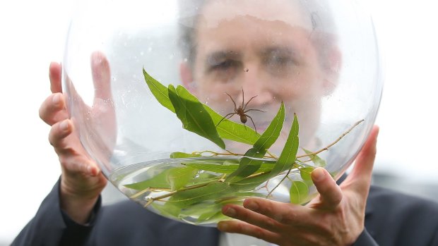 World renowned physicist and World Science Festival founder Brian Greene with Queensland's newest spider Dolomedes briangreenei.