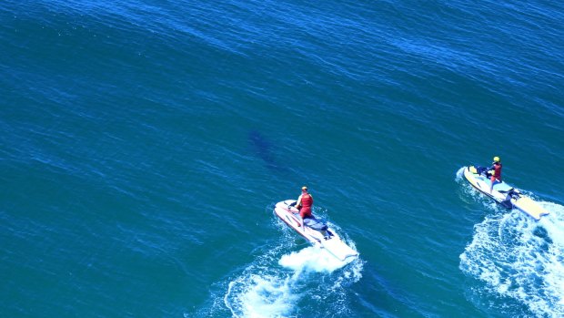 A shark was spotted at Lighthouse Beach, after surfer Cooper Allen was bitten on Monday morning. 