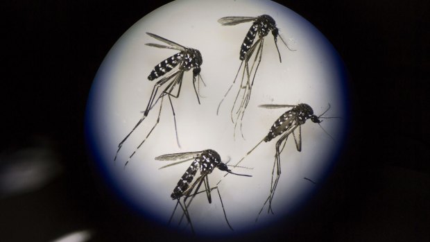 Adult mosquitos under the microscope as part of a Zika study at Michigan University's Centre of Vector Control for Tropical Disease.
