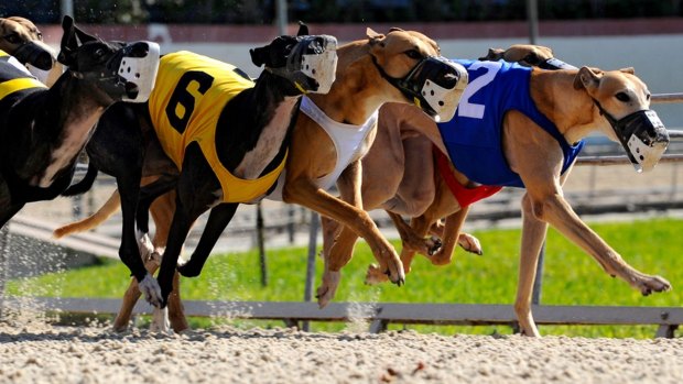 There are some in greyhound racing in NSW who believe a change of government could bring a change of sentiment and a return to the track.