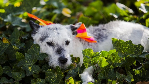 Seventeen-year-old dog Freddy was owned by Jamie-Leigh Lynch before she died. He has only three legs, but has completed the Million Paws Walk for the RSPCA ACT. This year will be his last walk due to his advancing years.