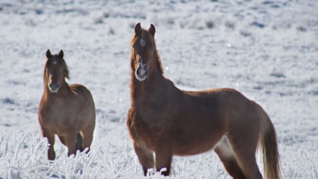 Charles Sturt University ecologists back aerial culling of alpine brumbies