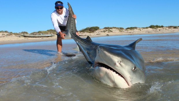 The pair spent four days reeling in monster sharks off the North West coast. 