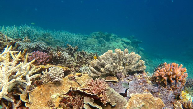 Healthy coral at the southern end of the Great Barrier Reef.