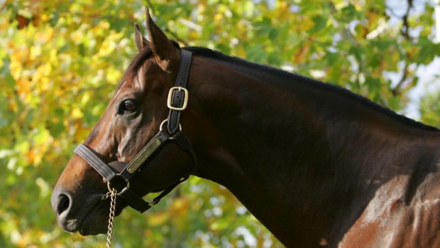 Still kicking goals: Redoute's Choice progeny continue to perform well at yearling sales.