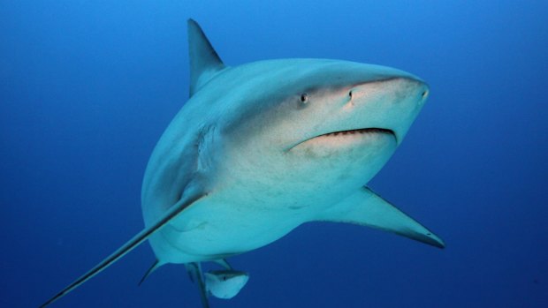 The 55-year-old man suffered serious wounds to his arm and abdomen when he was attacked by a bull shark on the weekend.