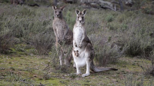 Canberra's annual kangaroo cull ended after 1700 animals were shot.