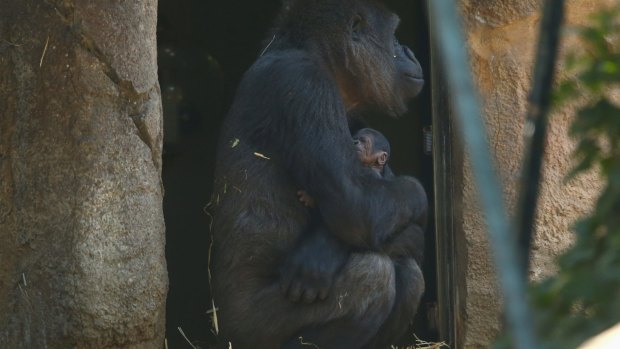 Taronga Zoo's gorilla enclosure will be expanded. 