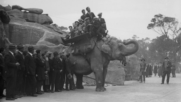Group of Dreadnought boys on the back of an elephant at Taronga Park Zoo in the 1920s 