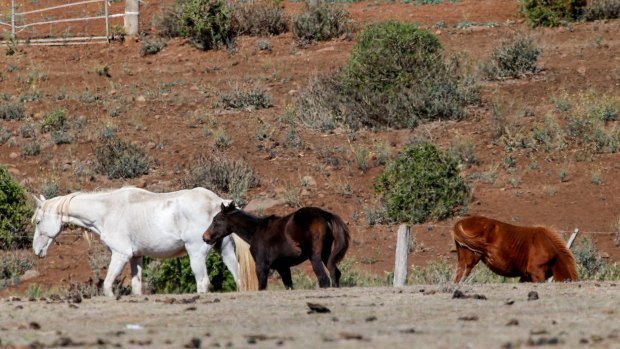 Another of the severely malnourished horses found on a Bulla property has been euthanised. 