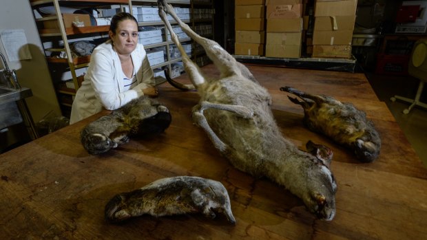 Modern day tucker: Archaeologist Jillian Garvey with road kill, which she is studying to analyse the nutritional properties of a diet based on native Australian animals.