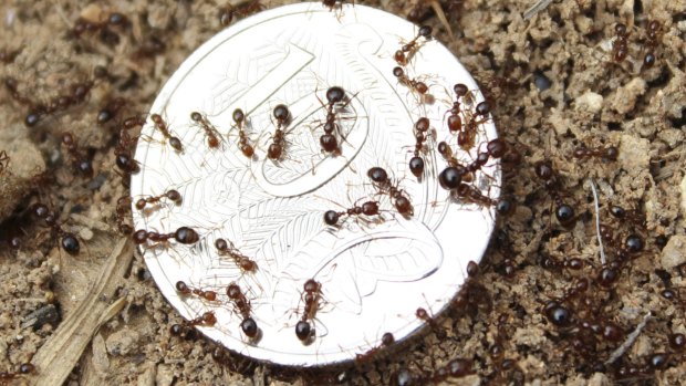 Tiny terrors: Fire ants are on the way.