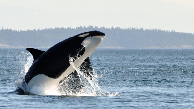 Whale watching is a popular activity.