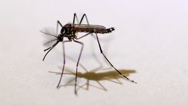 The Aedes aegypti mosquito is responsible for spreading the virus.