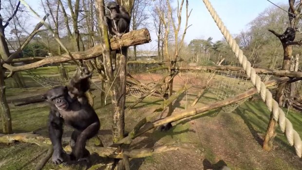 Chimps arm themselves with sticks and figure out how to force the drone to the ground.