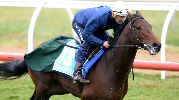 One to fear: Jockey Hugh Bowman riding international Cup mount Marmelo during trackwork at Werribee Racecourse.