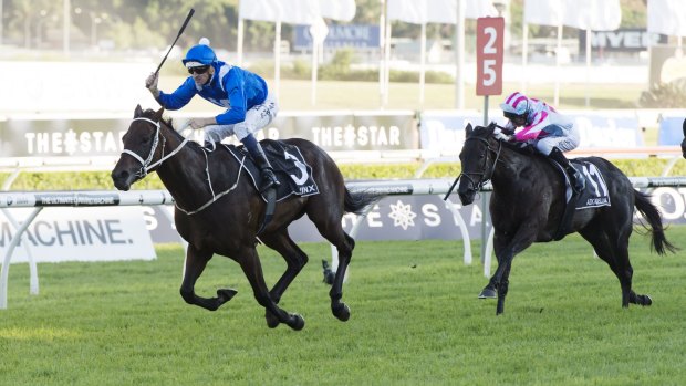 Star attraction: Winx has been the year's outstanding horse. 