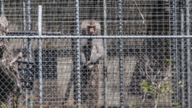 A baboon sits and looks out from behind security fencing at the National Health and Medical Research Council facility.