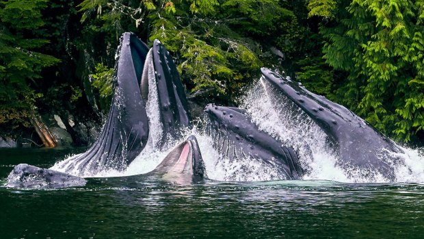 Humpback whales in waters off the Great Bear Rainforest.