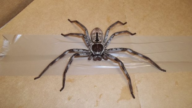 A giant huntsman spider triggered the fear of Poms everywhere.