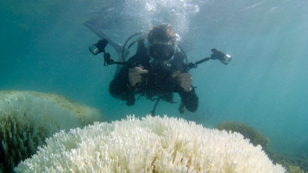 Monitoring the effect of coral bleaching is crucial to determining the best plan of action.