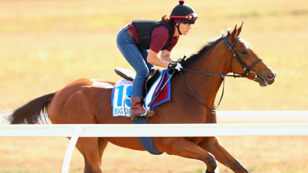 The Michael Bell trained Big Orange works in trackwork at Werribee Racecourse on Sunday morning.