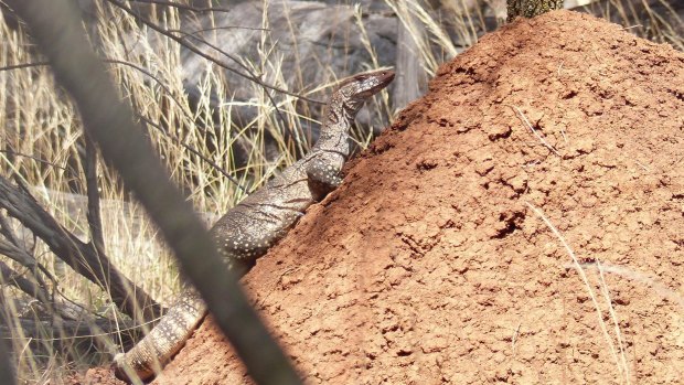 Roxy the goanna shifted her egg chamber on Mount Ainslie after being disturbed by dogs or people.