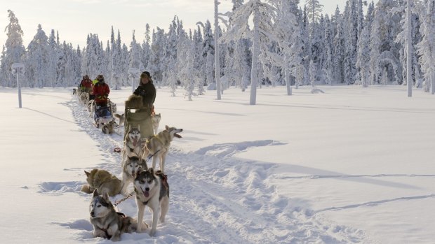 Husky sledding in Lahti in Finland.