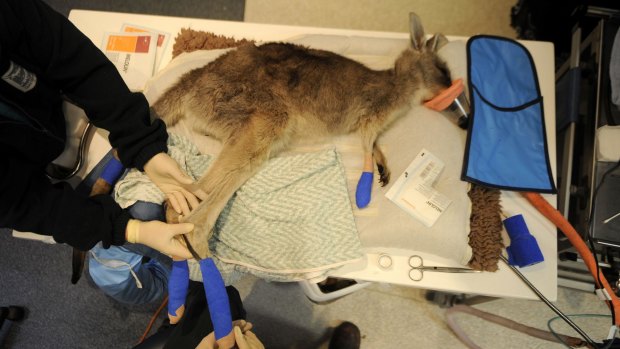 We care: Vets treat a kangaroo for burns from a bushfire.