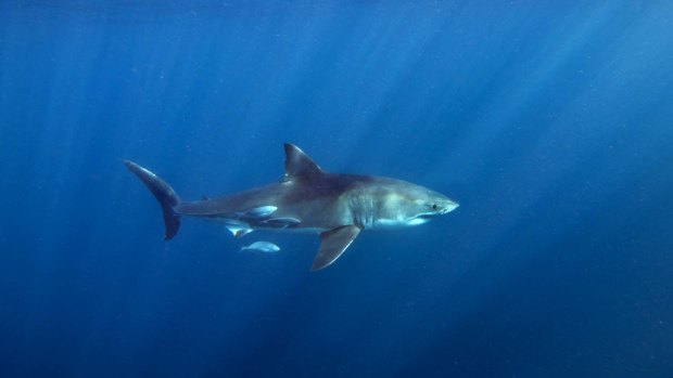 New analysis shows no link between the density of sharks and the number of attacks in an area.