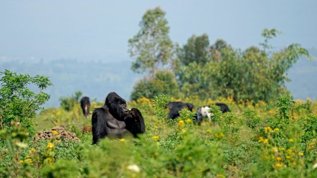 Every year thousands of tourists enter the Democratic Republic of Congo to see the mountain gorillas.