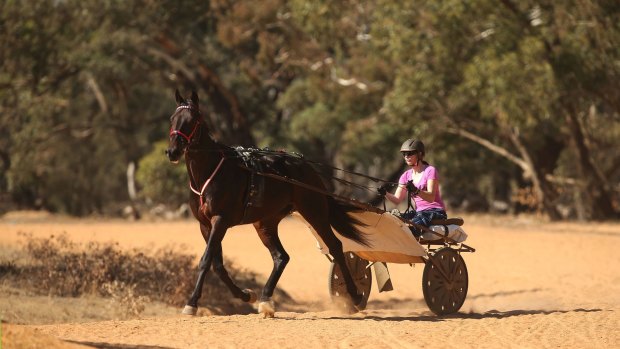  Champion harness racing driver and trainer Kerryn Manning trains her horse Arden Rooney  at her Great Western property.