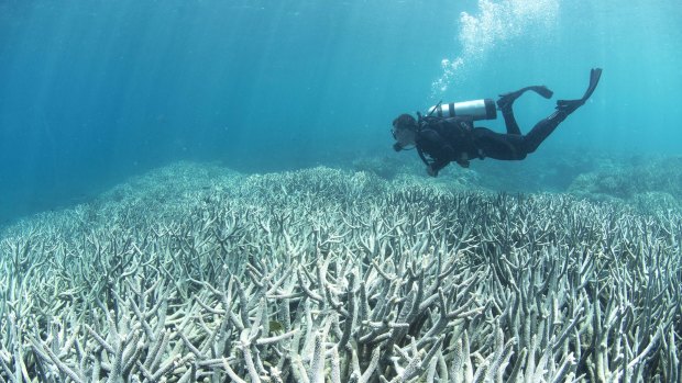 A diver checks out the Barrier Reef coral bleaching at Heron Island in February.