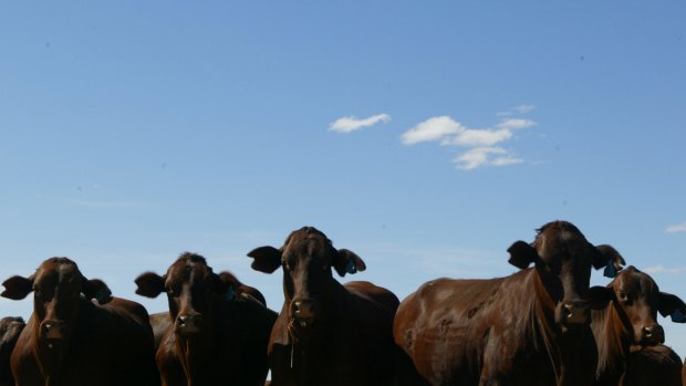 With Chinese funds, Bindaree says it could double its daily cattle cull and turbocharge its growth. 