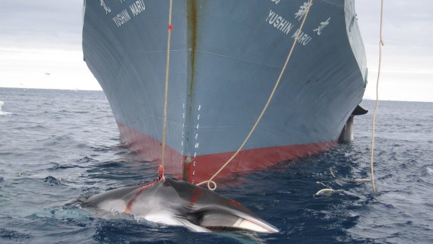 Japan has announced it will resume whaling in the Antarctic this summer.