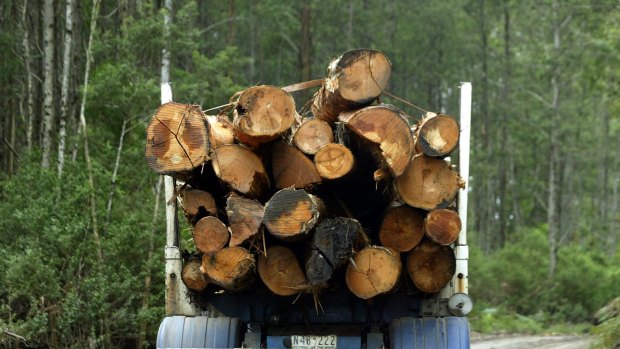Pillar: CO2 emissions saved from ceasing logging could be turned into revenue under the Abbott government's $2.55 billion emissions reduction fund. 