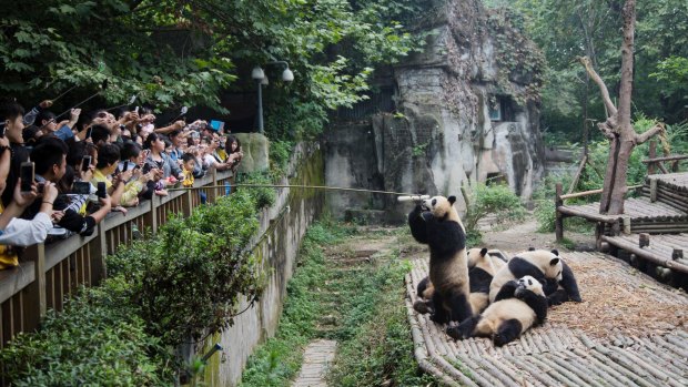 Tourists watching Pandas being fed.
