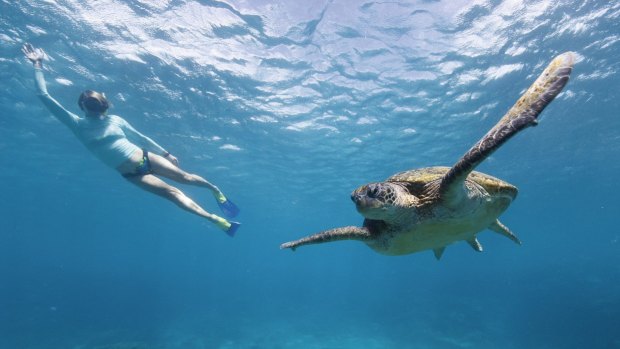 Snorkelling with a turtle.
