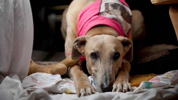 Rescued greyhound Till. Chief Minister Andrew Barr has described any ban reversal as "disappointing" and concerning. 